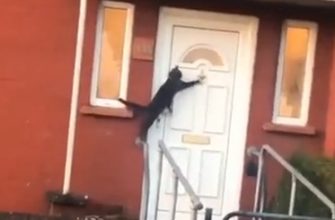 Что делает кот которого не пускают домой - «Видео приколы»