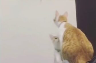 Кошка помогла своему малышу достать игрушку - «Животные приколы»