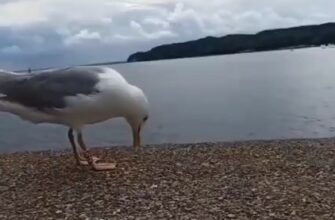Когда твой друг случайно поскользнулся - «Видео приколы»