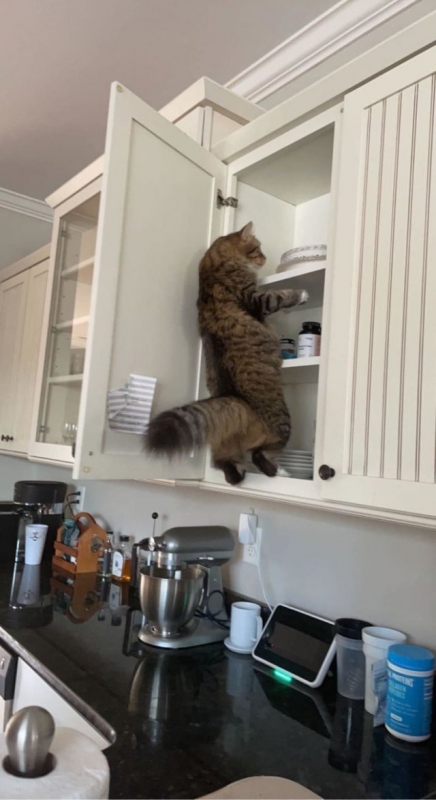 Подборка фотографий смешных котов, которые любят - «Фото приколы»