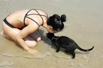 Приколы с домашними животными которые не бояться воды - «Животные приколы»