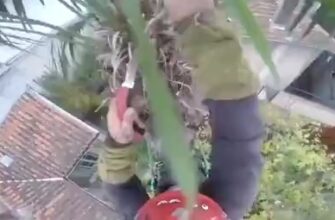 Какая ужасная цепь событий … - «Видео приколы»