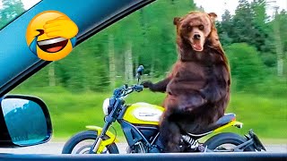 Приколы с фермерами и дикими животными ? - «Видео приколы»