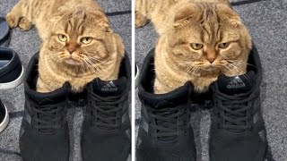 Самые весёлые моменты с животными, и не только … - «Видео приколы»