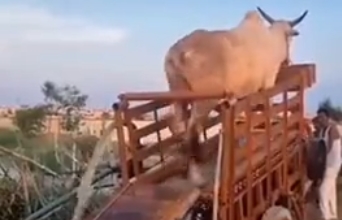 Водяной насос мощностью 1 корова - «Видео приколы»