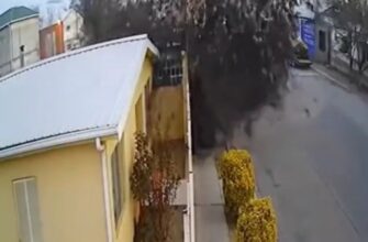 Стая птиц упала с неба на дорогу - «Видео приколы»