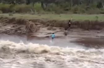 На волосок от гибели - «Видео приколы»