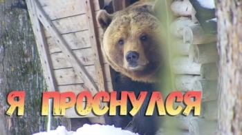 Зима закончилась.. Мишка проснулся первые впечатления - «Животные приколы»