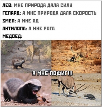 Шутки и юмор в фотографиях на кайфолог.нет - «Фото приколы»