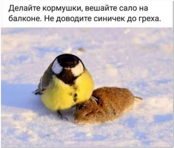 Прикольные фотографии которые поднимут вам настроение. Прия - «Фото приколы»