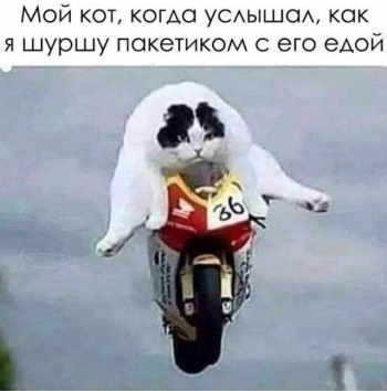 Подборка смешных картинок с милыми и пушистыми котиками. - «Фото приколы»