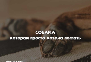 История про собаку которая хотела просто поспать! Можно я завтра тоже приду? - «Юмор»