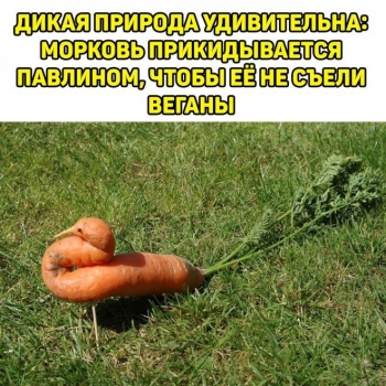 Свежий микс шуток и забавных картинок из Сет - «Фото приколы»