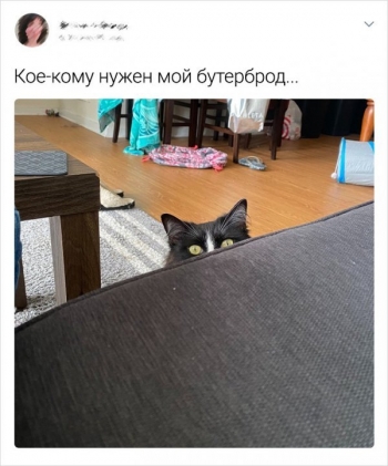 Пользователи социальных сетей публикуют забавные истории про - «Фото приколы»