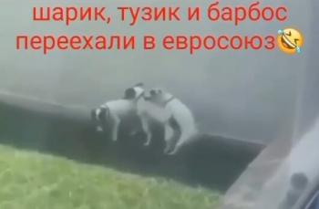 Шарик, Тузик и Барбос переехали в Евросоюз - «Видео приколы»