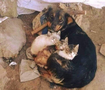 Подборка фотографий домашних и диких животных, которые - «Фото приколы»