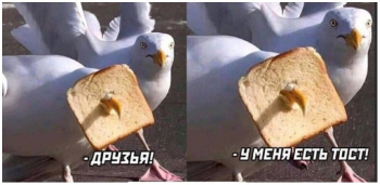 Фотографии с юмором для хорошего настроения. - «Фото приколы»