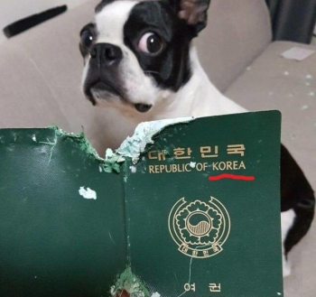 Подборка фотографий домашних животных, которые весело пр - «Фото приколы»