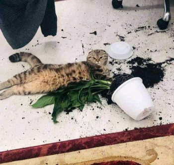 Коты и кошки, которые не любят спокойствие и рег - «Фото приколы»